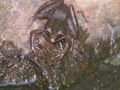 Lithobates maculatus