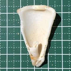 Conus capitaneus
