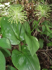 Malaxis brachyrrhynchos