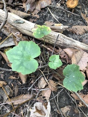 Tiarella stolonifera