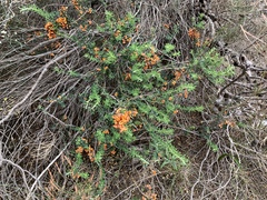 Pultenaea largiflorens