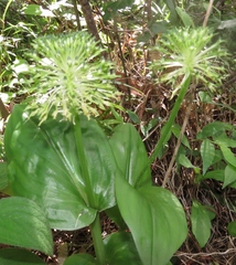 Malaxis brachyrrhynchos