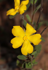 Hibbertia davisii