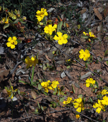Hibbertia davisii