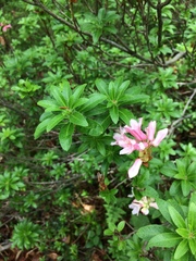 Rhododendron hirsutum