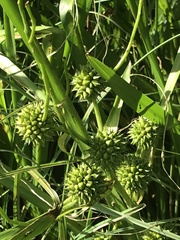 Sparganium erectum erectum