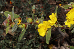 Hibbertia davisii