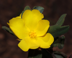 Hibbertia davisii