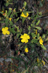 Hibbertia davisii