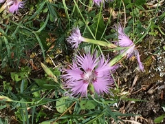 Dianthus sternbergii