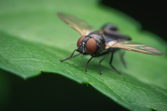 Silba