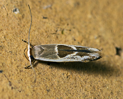Stathmopoda megathyma