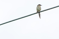 Prinia sylvatica