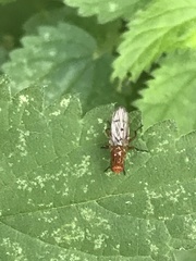 Dryomyzidae