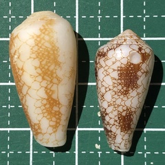 Conus omaria