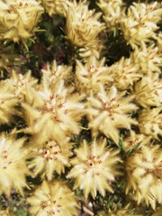 Phylica pubescens