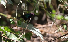 Cinnyris coccinigastrus