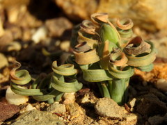 Albuca concordiana