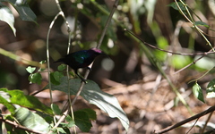 Cinnyris coccinigastrus