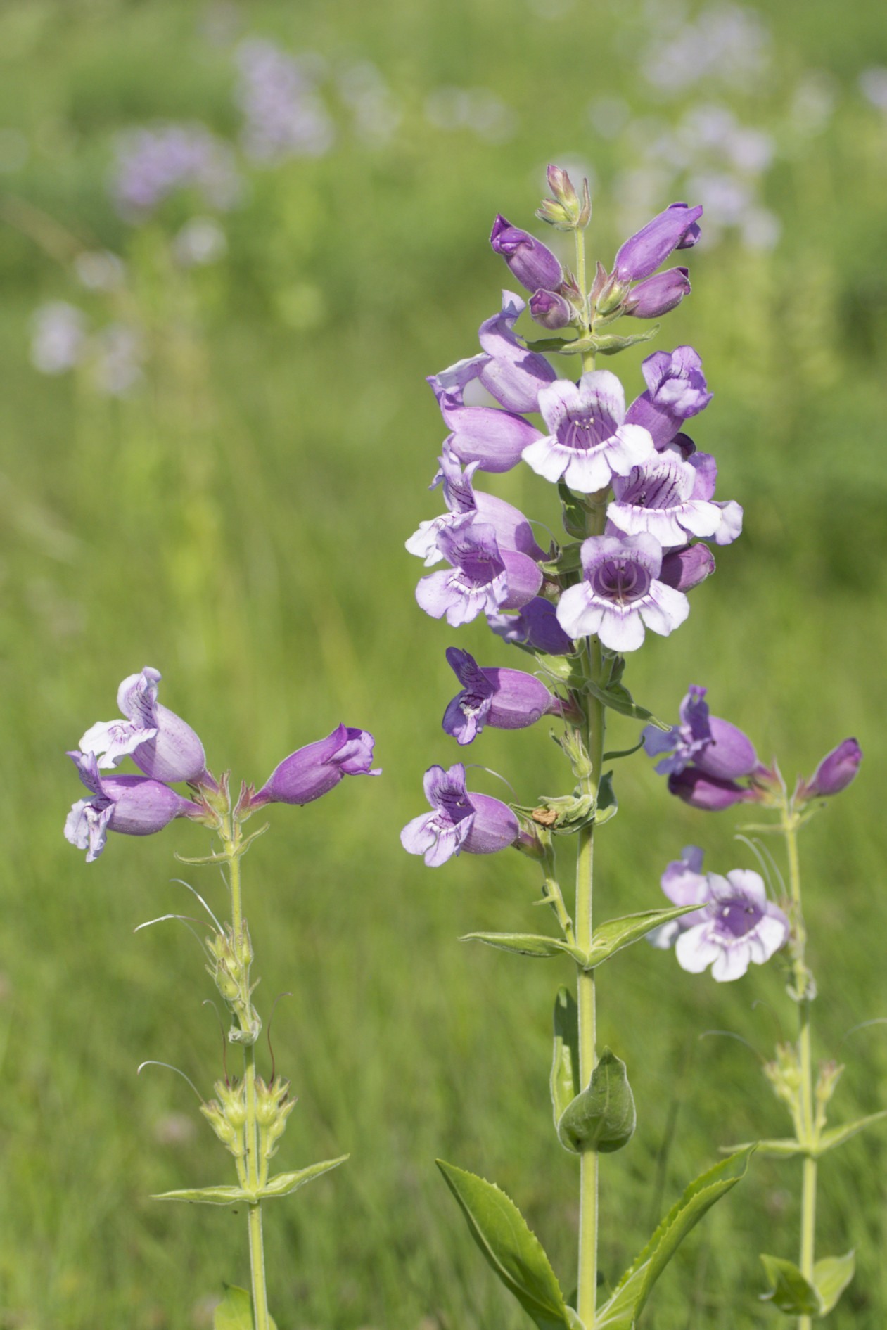Penstemon cobaea