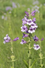 Penstemon cobaea