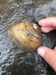 Ellipsaria lineolata