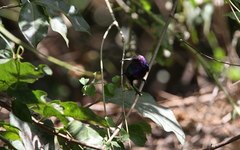 Cinnyris coccinigastrus