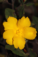 Hibbertia davisii