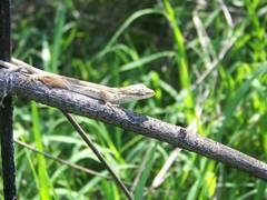 Anolis nebulosus