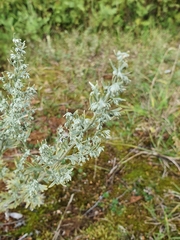 Artemisia maritima