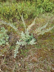 Artemisia maritima