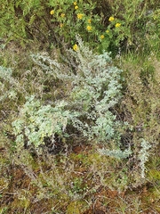 Artemisia maritima