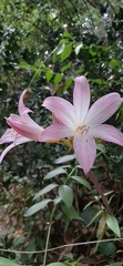 Amaryllis belladonna
