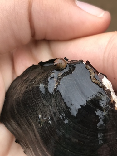 Somatogyrus depressus observed 2020-09-12