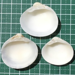 Lioconcha castrensis