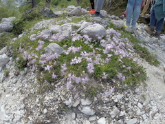 Dianthus sternbergii