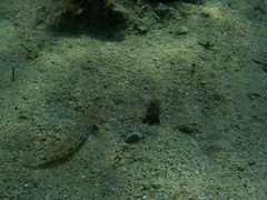 Gobius geniporus