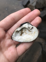 Ellipsaria lineolata