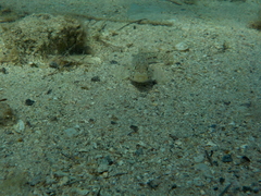 Gobius geniporus