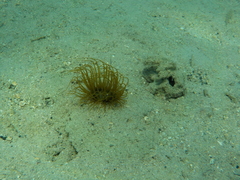 Ceriantharia