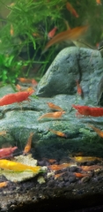 Neocaridina davidi