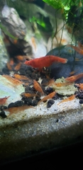 Neocaridina davidi