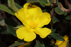 Hibbertia commutata
