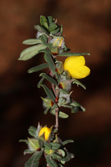 Hibbertia commutata