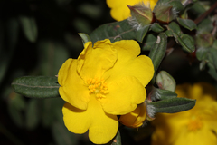 Hibbertia commutata