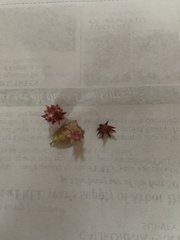 Cynips quercusechinus