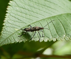 Agaeus