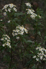 Olearia fulgens