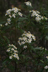 Olearia fulgens