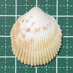 Vasticardium compunctum